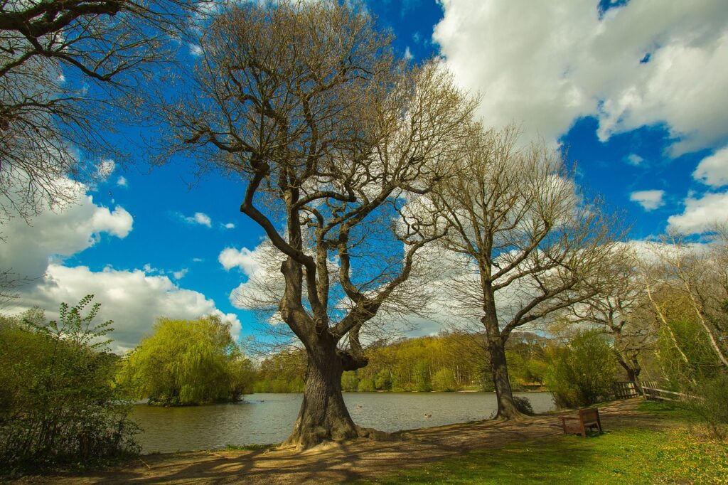 trees, jar, lake, nature, jar, jar, jar, jar, jar, nature-1462361.jpg