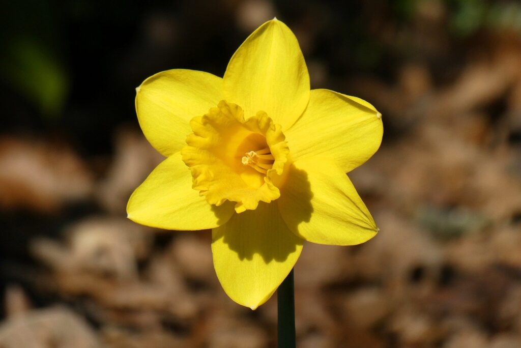 daffodil, flower, spring, flower background, bulbous plant, flower wallpaper, spring flower, petals, beautiful flowers, nature, flora, yellow, plant-9494613.jpg