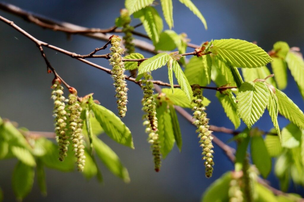hornbeam, leaves, nature, carpinus betulus, inflorescence, horn tree, spring, green leaves, young leaves, leaf structure, sprouted, kitten, flowering branch-9527781.jpg