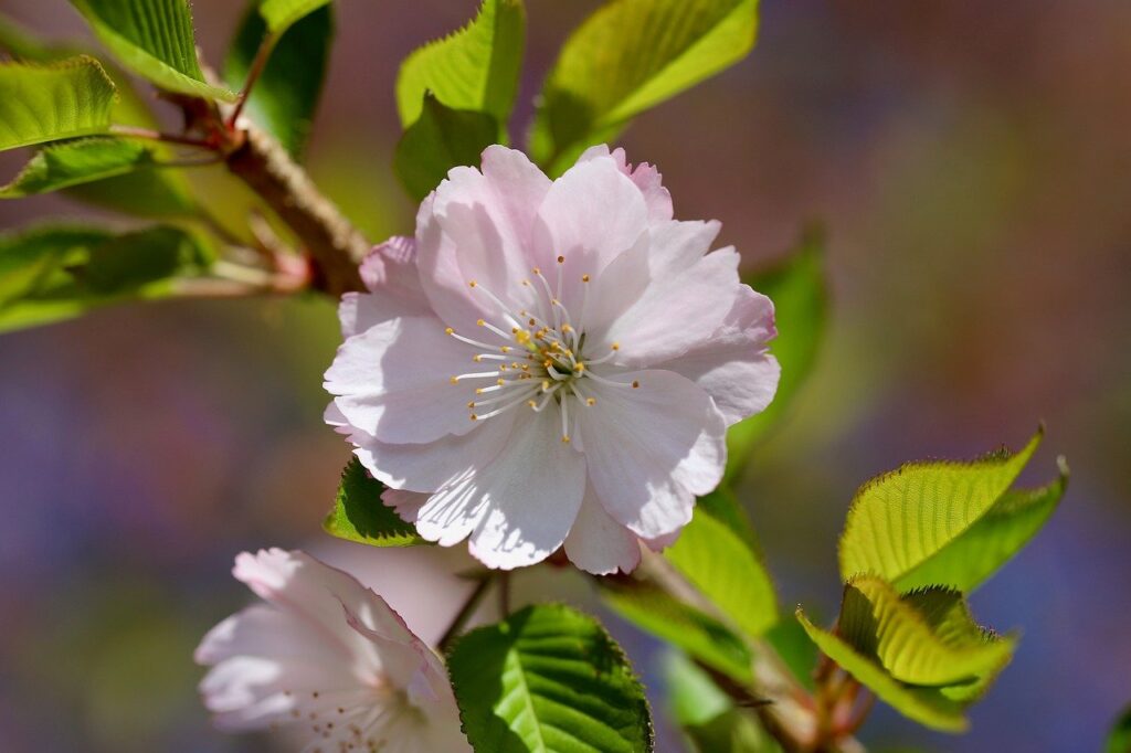 japanese cherry, cherry blossom, sakura, prunus, blossom, flowering branch, nature, petals, stamens, blooming, spring, pink flowers-9529601.jpg
