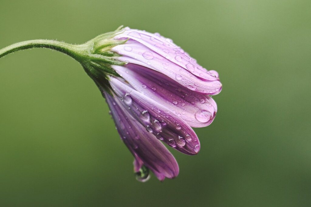 flower, rain, plant, nature, blossom, bloom, flora, waterdrop, raindrop, close up, droplets, macro-9643388.jpg