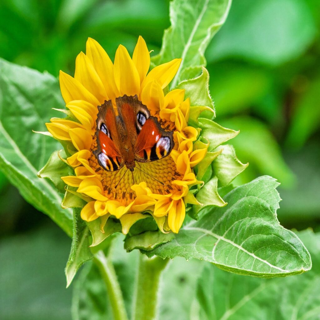 sunflower, peacock butterfly, butterfly, edelfalter, insect, biotope, wing, entomology, vanessa atalanta, wildlife, blossom, bloom, yellow, close up, leaves, nature, green-9706022.jpg