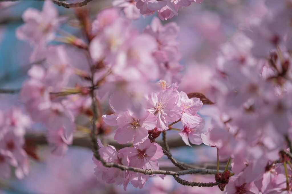 flower, cherry blossoms, spring, pink, nature, twig, buds, flower photography, dense branches, apple-like, pure, sun, outdoor, lightness, decorative, natural, delicate, pastel, ornament, zen-10196647.jpg