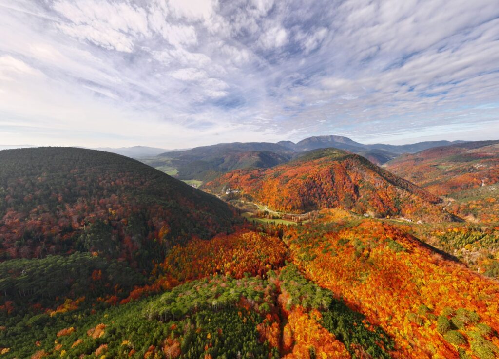 Breathtaking aerial view of a forest with vibrant autumn colors under a vast sky.